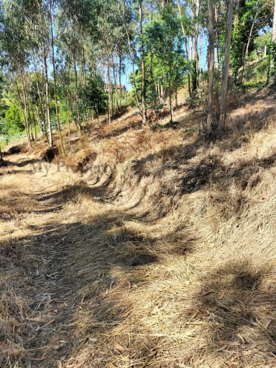 Terreno para Venda em Luso Foto 13