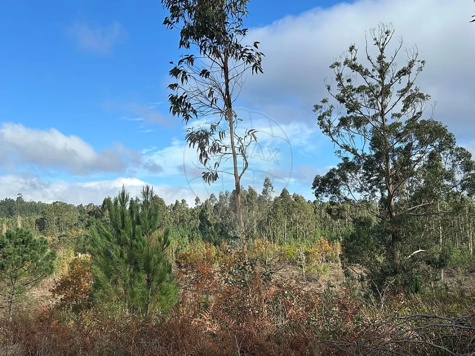 Terreno para Venda em Lousã e Vilarinho Foto 1