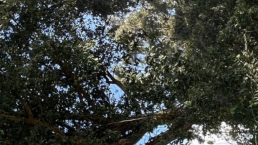 Terreno Agricola ou Rústico para Venda em Barrio