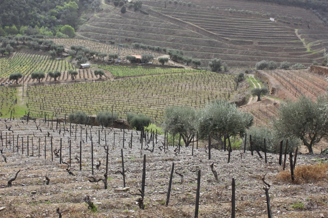 Quinta T4 para Venda em Ervedosa do Douro Foto 18