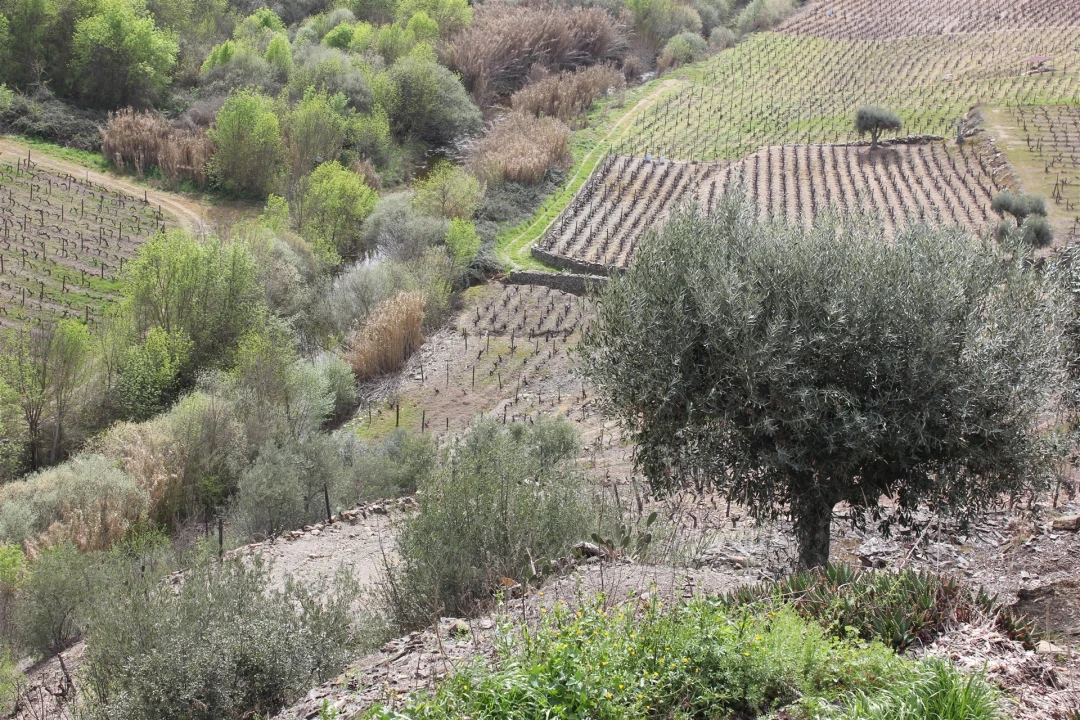 Quinta T4 para Venda em Ervedosa do Douro Foto 6