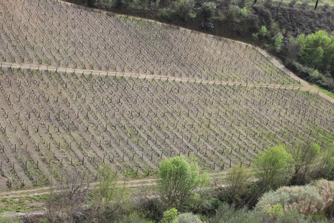 Quinta T4 para Venda em Ervedosa do Douro Foto 7