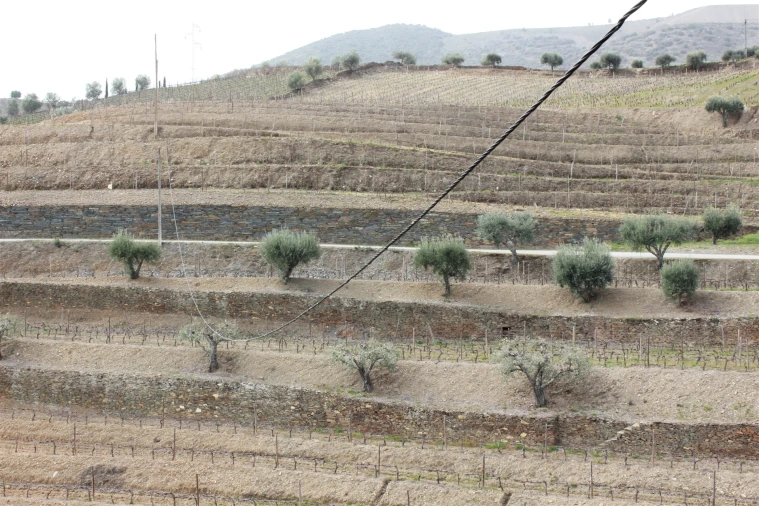 Quinta T4 para Venda em Ervedosa do Douro Foto 14