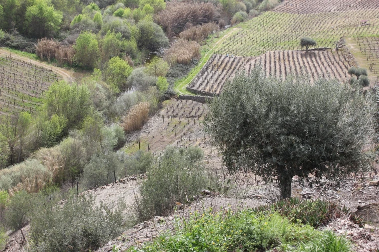 Quinta T4 para Venda em Ervedosa do Douro Foto 6