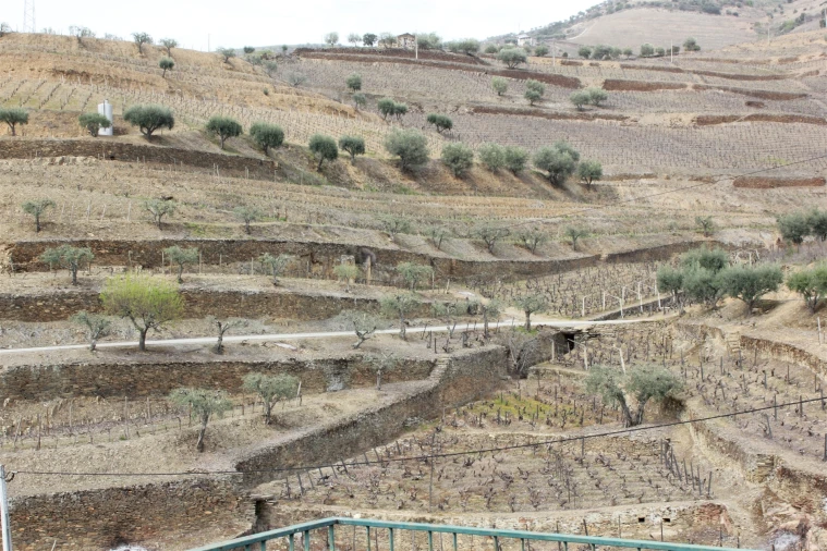 Quinta T4 para Venda em Ervedosa do Douro Foto 12