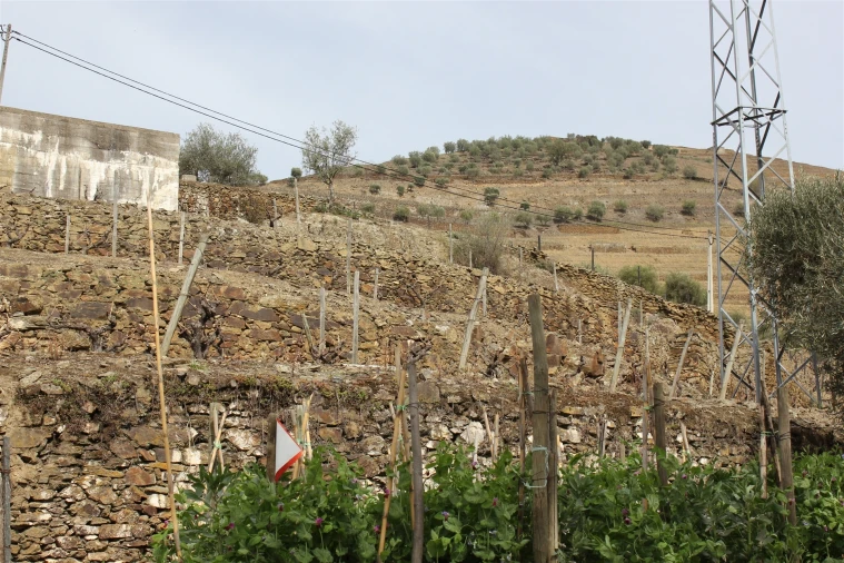 Quinta T4 para Venda em Ervedosa do Douro Foto 5