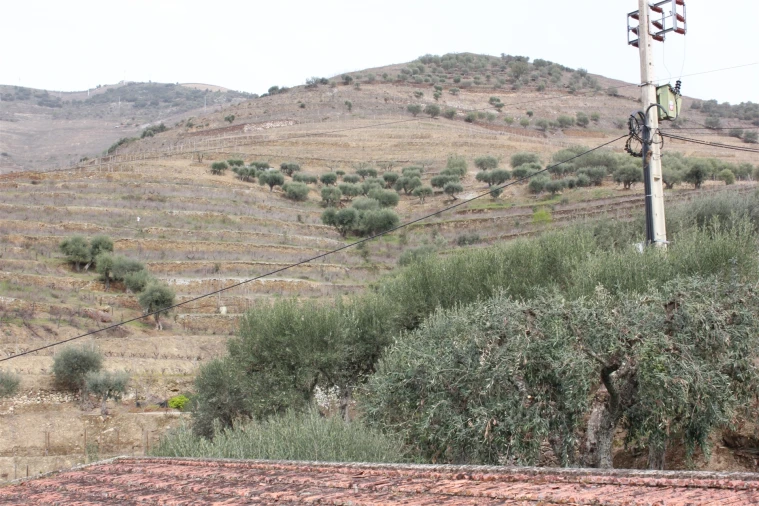 Quinta T4 para Venda em Ervedosa do Douro Foto 16