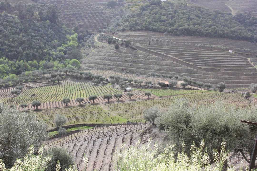 Quinta T4 para Venda em Ervedosa do Douro Foto 8