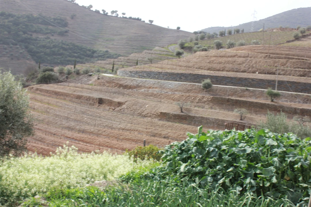 Quinta T4 para Venda em Ervedosa do Douro Foto 19