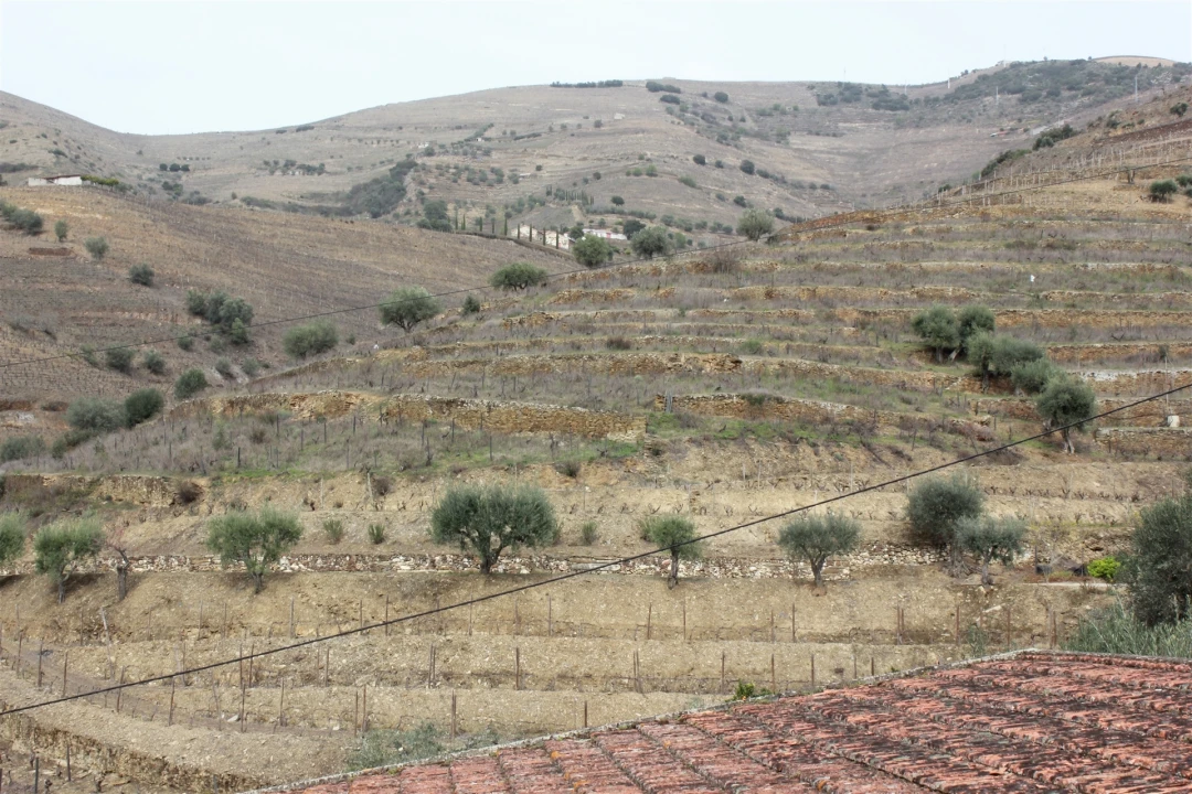 Quinta T4 para Venda em Ervedosa do Douro Foto 15