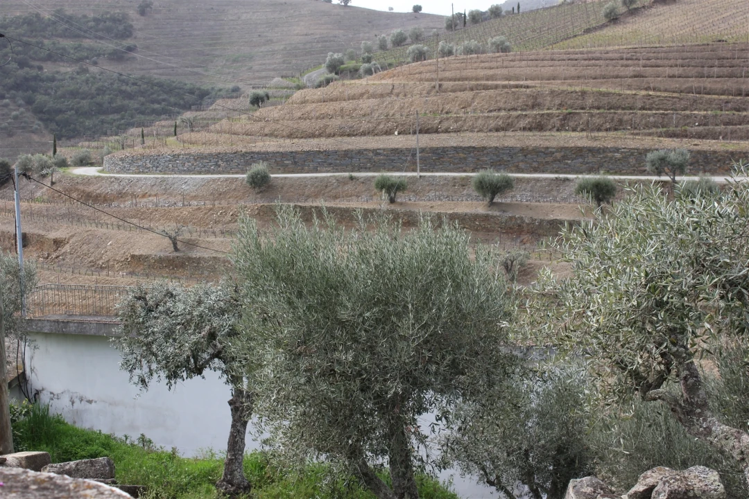Quinta T4 para Venda em Ervedosa do Douro Foto 1