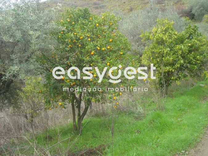 Terreno Agricola ou Rústico para Venda em Ligares Foto 3