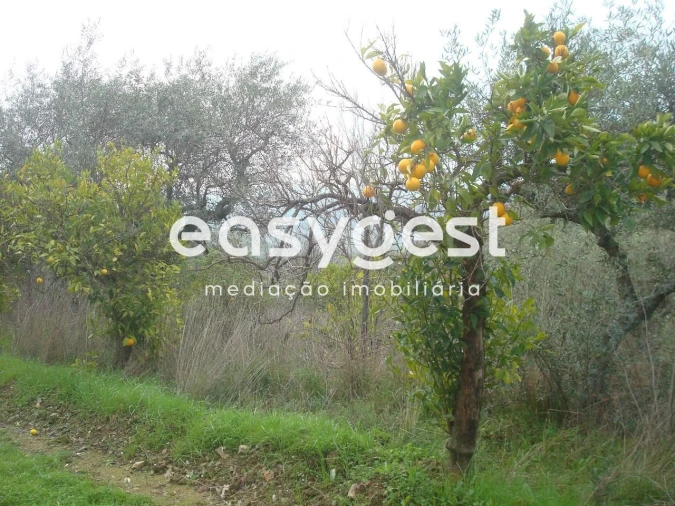 Terreno Agricola ou Rústico para Venda em Ligares Foto 4