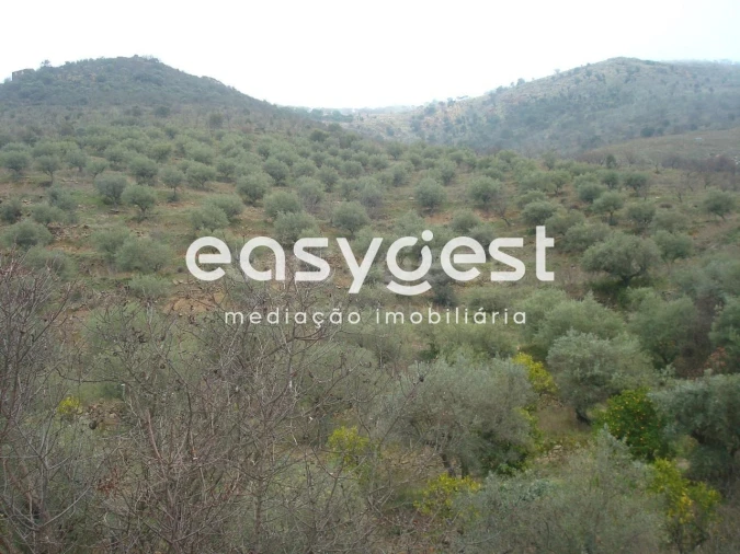 Terreno Agricola ou Rústico para Venda em Ligares Foto 5