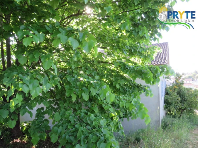 Quinta T4 para Venda em Figueiró dos Vinhos e Bairradas Foto 13