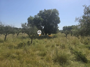 Terreno para Venda em Salgueiro do Campo