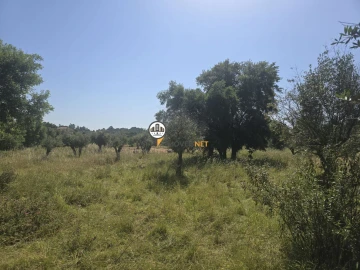 Terreno para Venda em Salgueiro do Campo