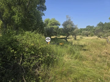 Terreno para Venda em Salgueiro do Campo