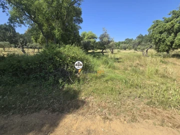 Terreno para Venda em Salgueiro do Campo