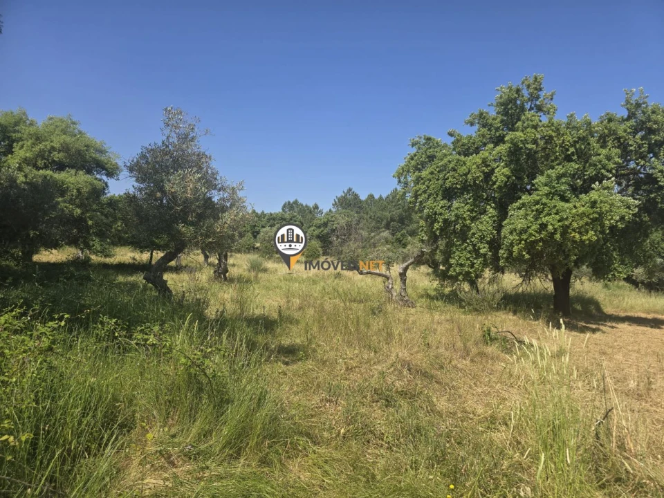 Terreno para Venda em Salgueiro do Campo Foto 1