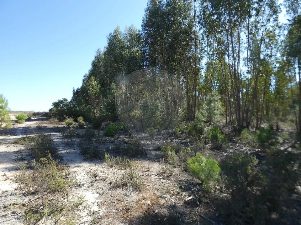 Terreno para Venda em Canha Foto 8