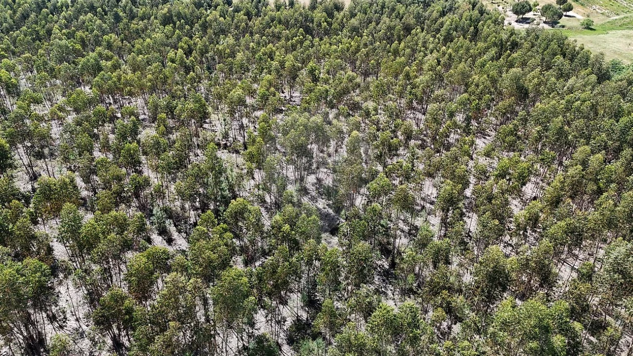 Terreno para Venda em Canha Foto 12