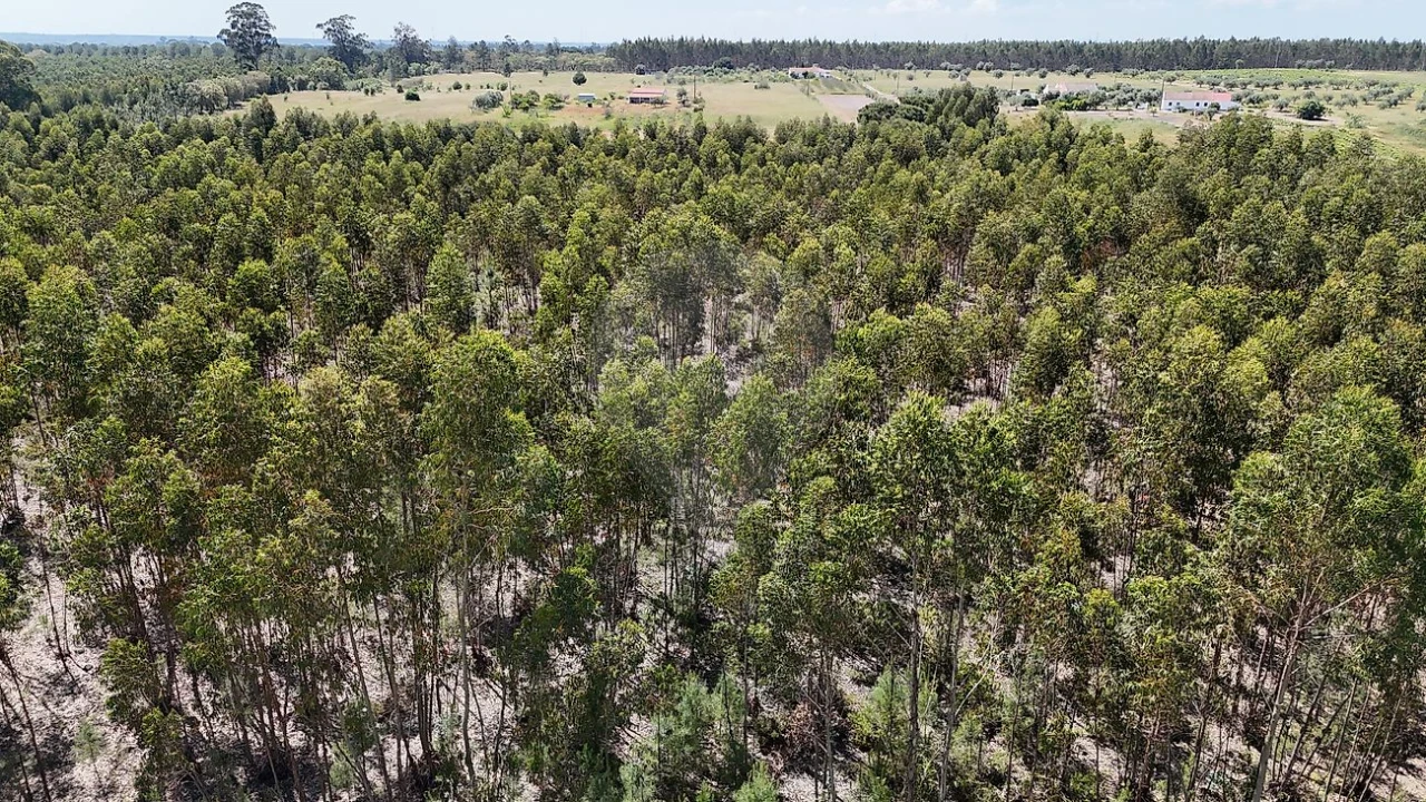 Terreno para Venda em Canha Foto 11