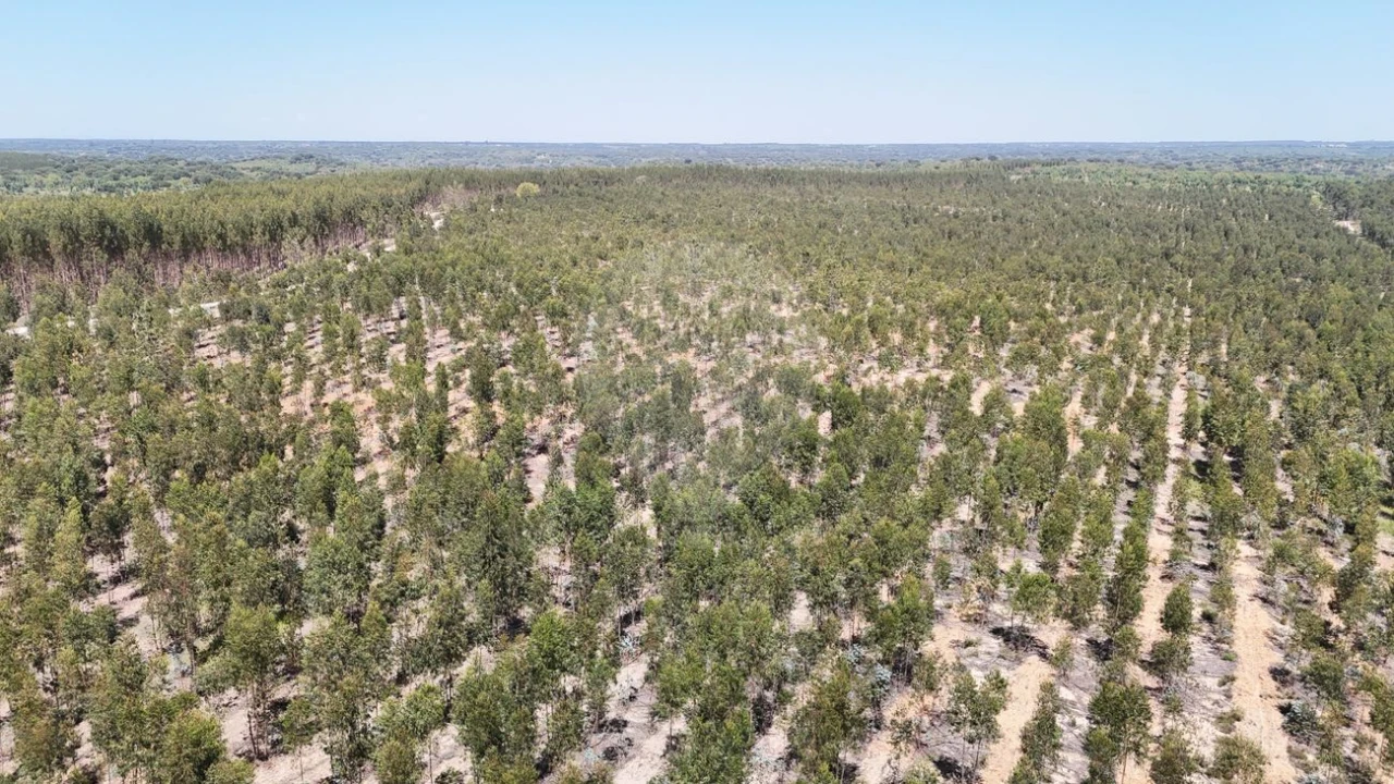 Moradia T4 para Venda em Branca Foto 12