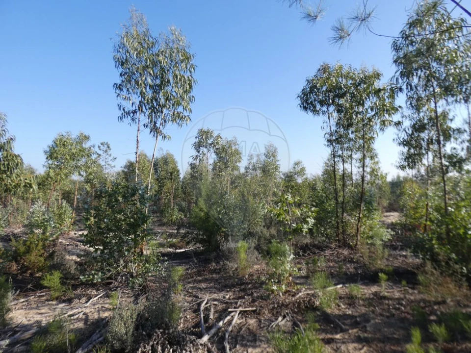 Moradia T4 para Venda em Branca Foto 9