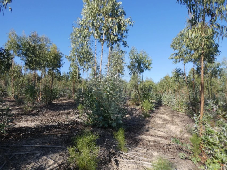 Moradia T4 para Venda em Branca Foto 8