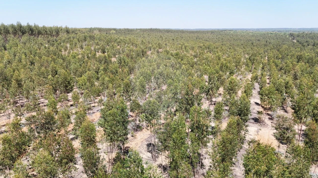 Moradia T4 para Venda em Branca Foto 11