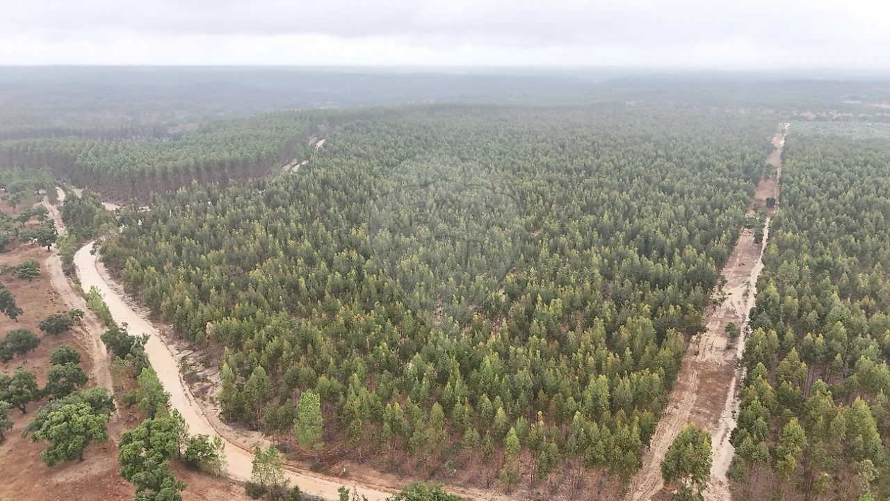 Moradia T4 para Venda em Branca Foto 14