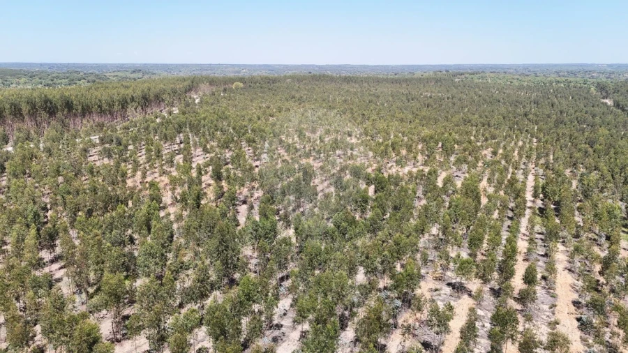 Moradia T4 para Venda em Branca Foto 12