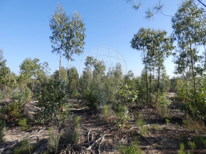 Moradia T4 para Venda em Branca Foto 9