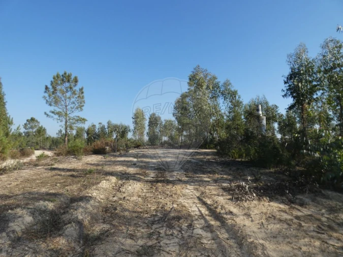 Moradia T4 para Venda em Branca Foto 3