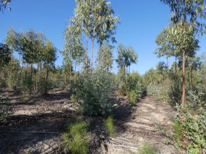 Moradia T4 para Venda em Branca Foto 8