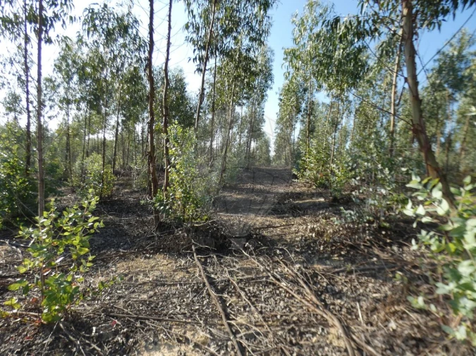 Moradia T4 para Venda em Branca Foto 5