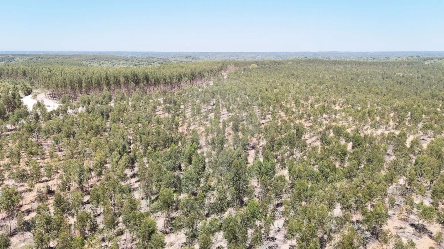 Moradia T4 para Venda em Branca Foto 7