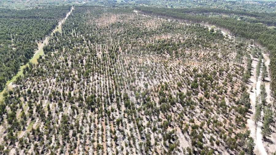 Moradia T4 para Venda em Branca Foto 6