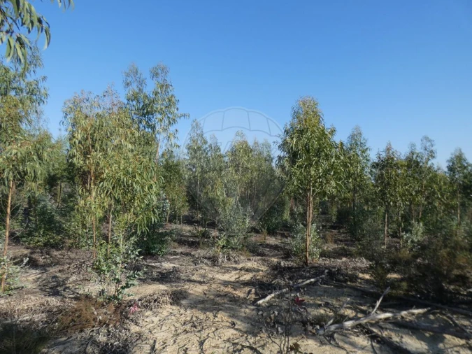 Moradia T4 para Venda em Branca Foto 10