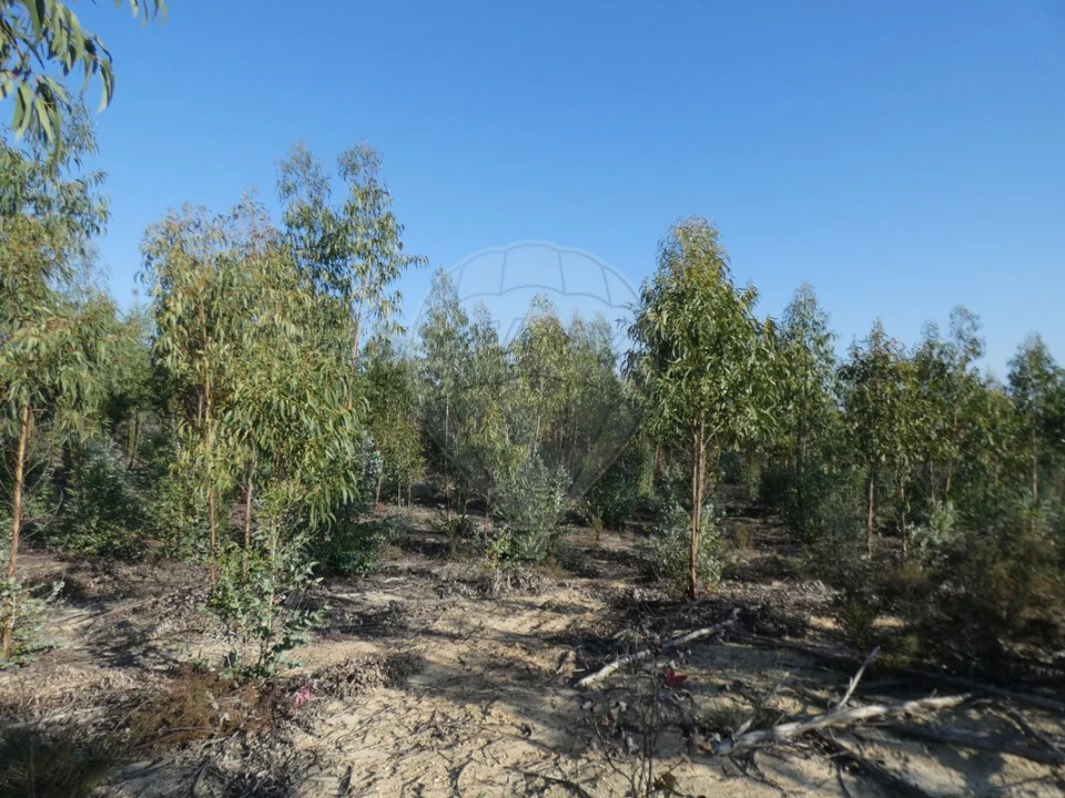 Moradia T4 para Venda em Branca Foto 10