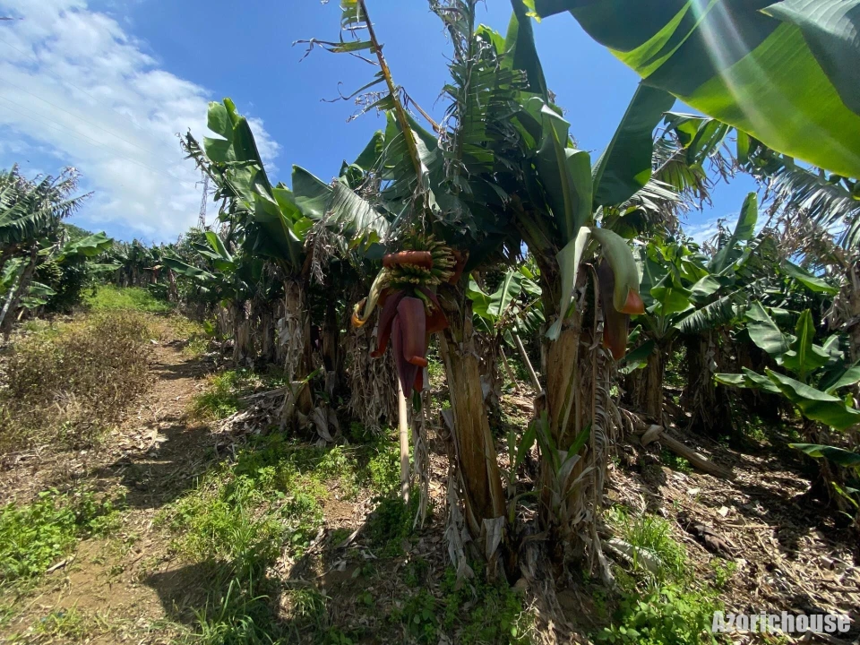 Terreno para Venda em Lagoa (Santa Cruz) Foto 8