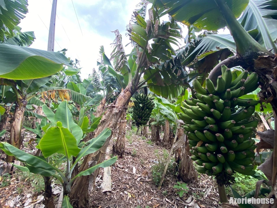 Terreno para Venda em Ribeira Seca Foto 7