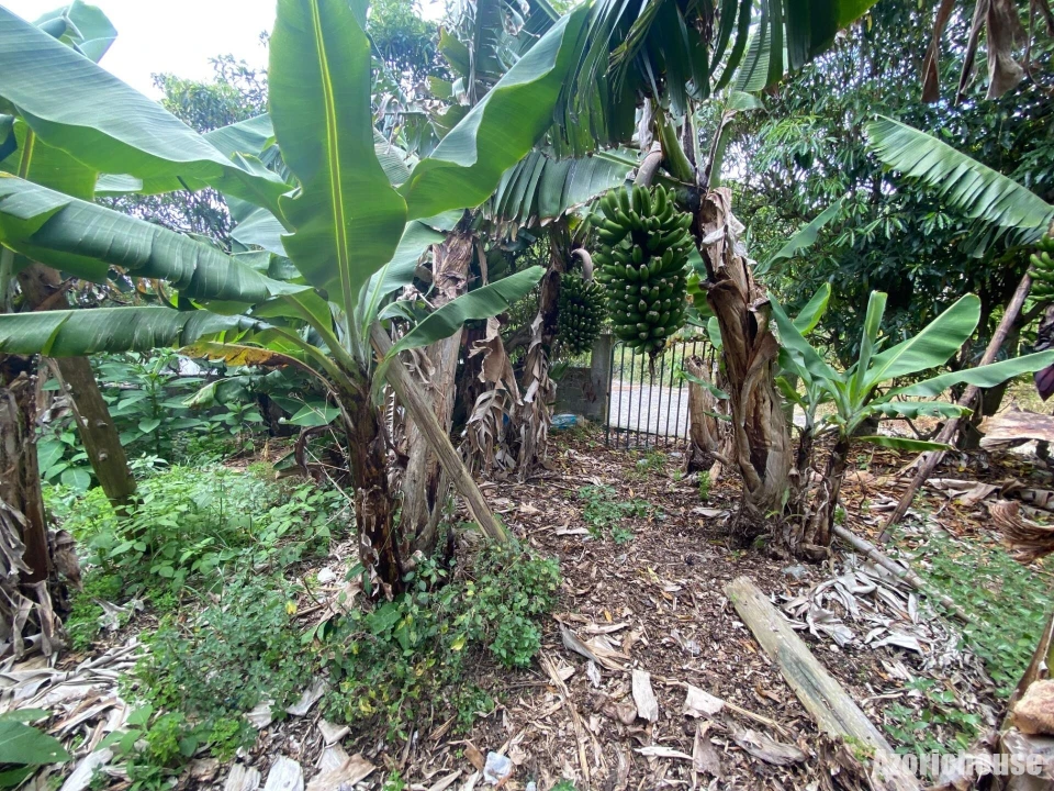 Terreno para Venda em Ribeira Seca Foto 9