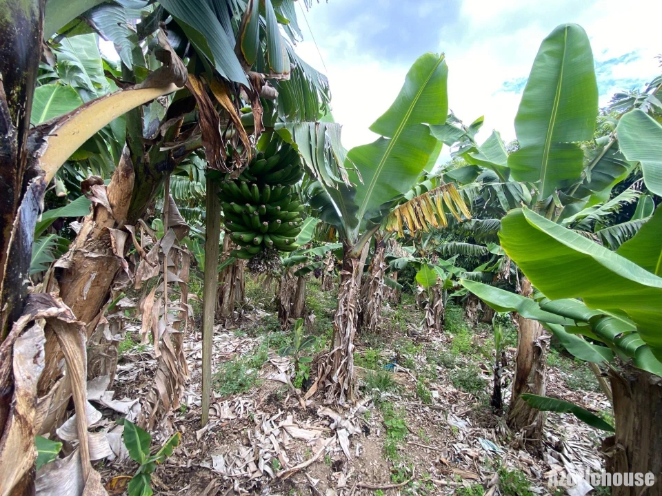 Terreno para Venda em Ribeira Seca Foto 10