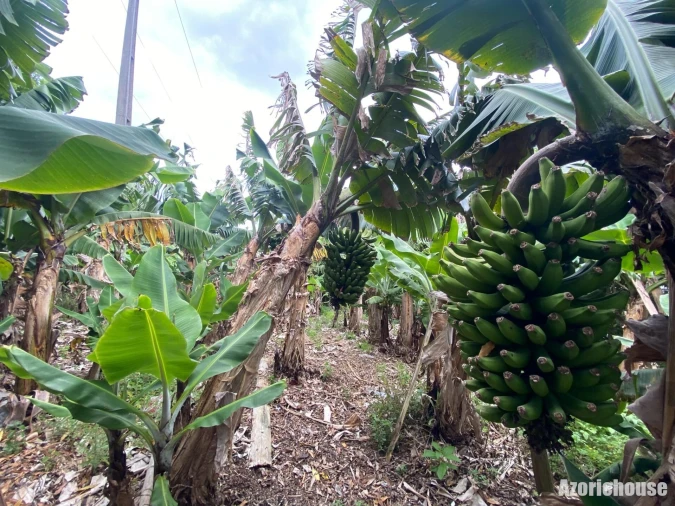 Terreno para Venda em Ribeira Seca Foto 7