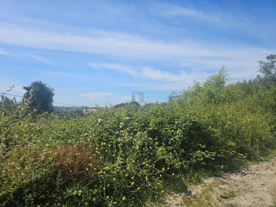 Terreno para Venda em Aljubarrota Foto 6