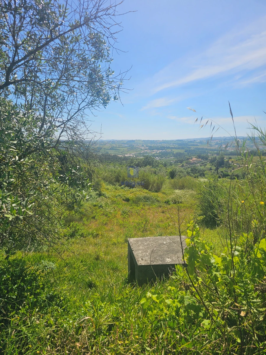 Terreno para Venda em Aljubarrota Foto 2
