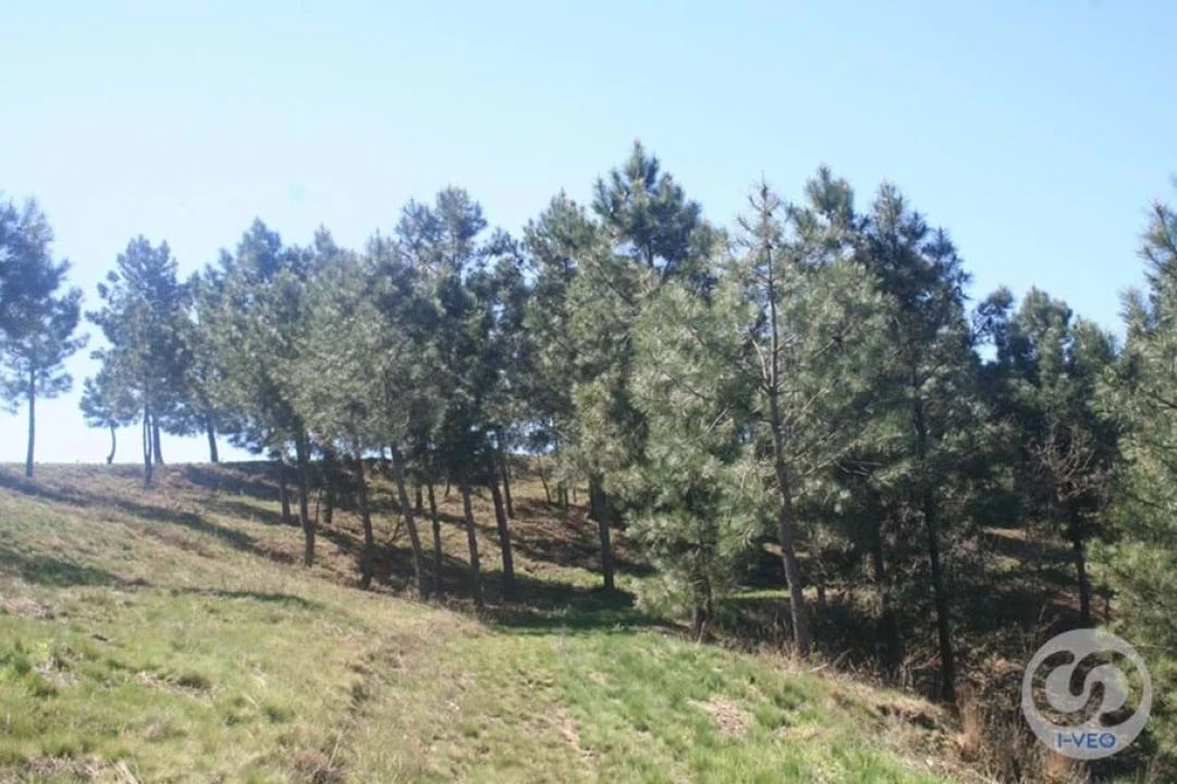 Terreno para Venda em Vale de Anta Foto 12