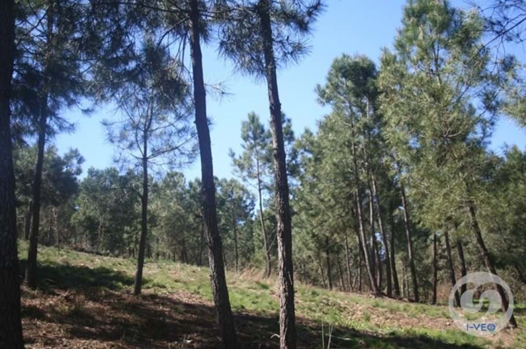 Terreno para Venda em Vale de Anta Foto 59